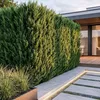 Green boutiQ - 40x Cupressocyparis leylandii 2011 - Produktbild-Vorschau 5