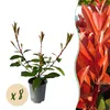 GreenboutiQ - Heckenpflanzen - Photnia fraseri Red Robin - Produktbild-Vorschau 1