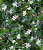 BALDUR Garten 1x Kaviar-Limette, Pflanze im 12 cm-Topf, Produktbild-Vorschau 2