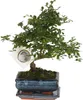 Bonsai - Zelkova serrata - Wysokość 20-25cm - ⌀15cm Podgląd zdjęcia produktu 1