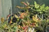 Mahonia japonica ( bealei) - Mahonia 30- 50 cm - Conteneur Voir les images du produit 4