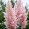 Stauden Gänge 1 x Cortaderia selloana 'Rosea' im 1 Liter Produktbild-Vorschau 5
