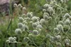 6 x Eryngium yuccifolium - żwirek - doniczka 9 x 9 cm Podgląd zdjęcia produktu 1