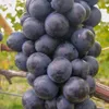 Weinrebe Zilga 2L Topf, frost- & krankheitsresistent, Produktbild-Vorschau 1