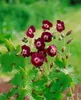 Geranium phaeum, Storchschnabel, violett, ca. 9x9 cm Topf Produktbild-Vorschau 8