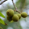 Schwarze Walnuss (Juglans nigra)  - 2 Samen Produktbild-Vorschau 1