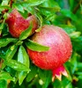Granatapfel ´ACCO´ 100-120 cm, Cont. 2 l Produktbild-Vorschau 1