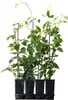 Four potted blackberry plants are arranged in a black plastic tray against a white background. Produktbild-Vorschau