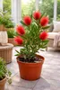 Callistemon laevis (scovolino rosso) 40–60 cm – Pianta in Anteprima dell’immagine prodotto 3