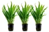 Aquarium Pflanze 3 Stück Microsorum pteropus  Wasserpflanze Produktbild-Vorschau 1