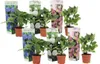 Hortensie - 6 Stk - Hydrangea macrophylla - Höhe 25-40cm - Produktbild-Vorschau 1