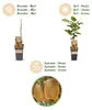 Actinidia Weiki & Hayward - Kiwi planta - 1 Macho - 1 Vista previa de la imagen del producto 4