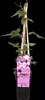 A potted Clematis plant with a label. Produktbild-Vorschau