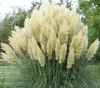 A large clump of white pampas grass with green foliage in the foreground and trees in the background. Produktbild-Vorschau