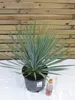 [Palmenlager] Yucca rostrata 60-80 cm - Stamm 10-15 cm - Produktbild-Vorschau 3