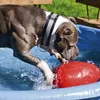 Jolly Jouet pour chiens oeuf rouge, taille : S Voir les images du produit 5