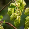2er-Set - Humulus Lupulus - Hopfenpflanze - geeignet zum Produktbild-Vorschau 2