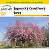 SAFLAX Kultivačný set - Japonský čerešňový kvet - Prunus Náhľad obrázku produktu 10