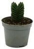 Sukkulente – Crassula Buddha’s Temple – kleine, dicke Produktbild-Vorschau 1