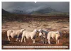 Schafe - Raues Wetter, weiche Wolle (Wandkalender 2027 DIN Produktbild-Vorschau 12