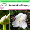 SAFLAX Garden to go - Skutečný keř kapary - Capparis Náhled obrázku produktu 10