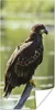 MuchoWow® Poster Ein europäischer Seeadler schaut über das Produktbild-Vorschau 1