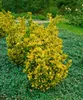 A variegated shrub with yellow and green leaves is planted in a garden bed. Produktbild-Vorschau