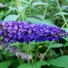3 x Summer Lilac Assortment: Zestaw 3 krzewów Podgląd zdjęcia produktu 8