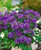 Rhododendron impeditum 'Gristede', Zwerg-Rhododendron, Produktbild-Vorschau 2