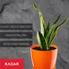 A snake plant in an orange pot against a textured gray background with marketing text. Náhľad obrázku produktu