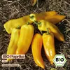 Samenliebe  Paprika Samen | Oro - gelb & süß - samenfestes  Produktbild-Vorschau 4