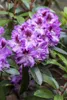 Rhododendron Hybr. 'Pfauenauge', Rhododendron, 50–60 cm, Produktbild-Vorschau 4