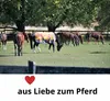 Abschwitzdecke mit Halsteil Masta  Pferdedecke mit Halsteil Produktbild-Vorschau 2
