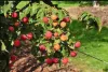 Cornus kousa 'Chinensis' - Chinesischer Blumen-Hartriegel Podgląd zdjęcia produktu 2