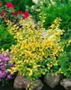Ilex crenata 'Golden Gem', Japanische Stechpalme, goldgelb, Produktbild-Vorschau 11
