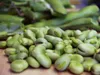 Graines potagères Fève Windsor mi-précoce Voir les images du produit 8