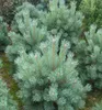 Waldkiefer ´WATERERI´ 30-40 cm, Cont. 2 l Produktbild-Vorschau 2