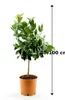 Citrus sinensis – Pianta di arancio 70–100 cm – Arancio – Anteprima dell’immagine prodotto 5