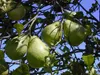Pomelo (Citrus maxima) – 5 kusov Náhľad obrázku produktu 2