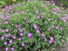 Stauden Gänge 3 x Geranium sanguineum 'Max Frei' - Blut Produktbild-Vorschau 5