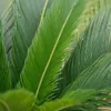 Bloomique - 2er Set - Cycas Revoluta - Palmfarn - Sagopalme Produktbild-Vorschau 3
