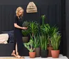 Dehner Bogenhanf Sansevieria trifasciata, Produktbild-Vorschau 3