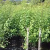 The Czar - kleinbleibender Pflaumenbaum im Topf mit Produktbild-Vorschau 4