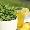 Limonadenpflanze - Limokraut- Agastache mexicana - Produktbild-Vorschau 3