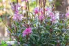 Stauden Gänge 3 x Gaura lindheimeri 'Siskiyou Pink‘ - Produktbild-Vorschau 7