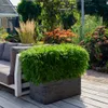 Bambù topico 'Boobux XL 1x - Ø 29 cm - ↨ 70 cm Anteprima dell’immagine prodotto 2