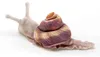 Folkmanis 8003 Fingerpuppe Schnecke Produktbild-Vorschau 2