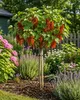 Rote Johannisbeere Ribes rubrum 'Jonkheer van Tets' 100-120 Produktbild-Vorschau 3