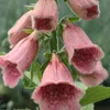 6 x Fingerhut  - Digitalis 'Mertonensis'  | Topf 9cm x 9cm Produktbild-Vorschau 2