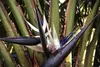 Strelitzia nicolai 25 cm Drzewo Strelitzia Drzewo Kwiat Podgląd zdjęcia produktu 2